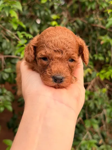 Poodle toy red fêmeas