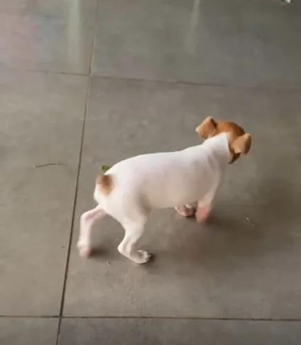 Pinscher 