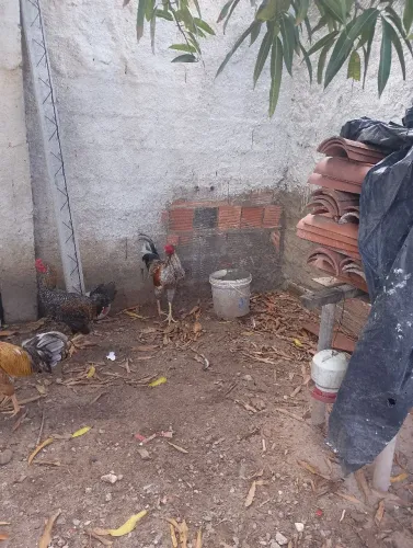 Galo de capoeira