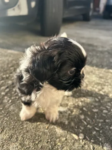 Shih Tzu Fêmea