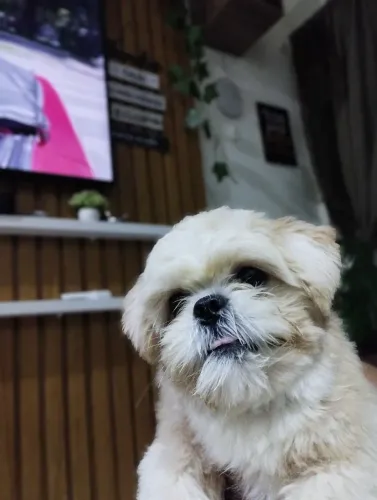 Vendo esse cachorrinho super brincalhão fofinho educado...