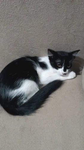 Doa-se uma gatinha fêmea de 4 meses de idade .