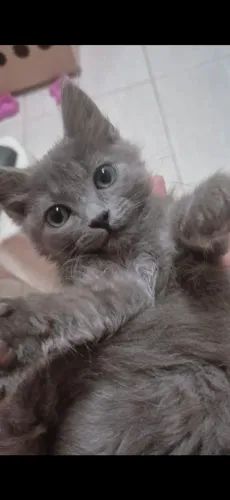 Doa-se gatinha brincalhona 3 meses