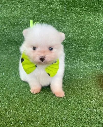 Filhote de Lulu da pomerânia 