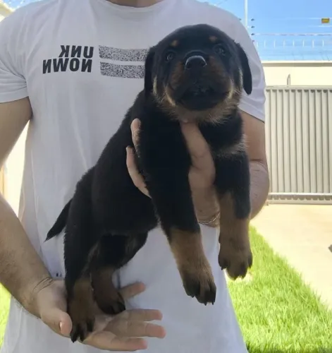 Filhotes Rottweiler