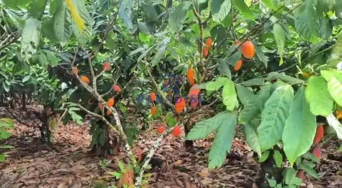 Fazenda, Centro, Itacaré - R$ 2 mi, Cod: 68785
