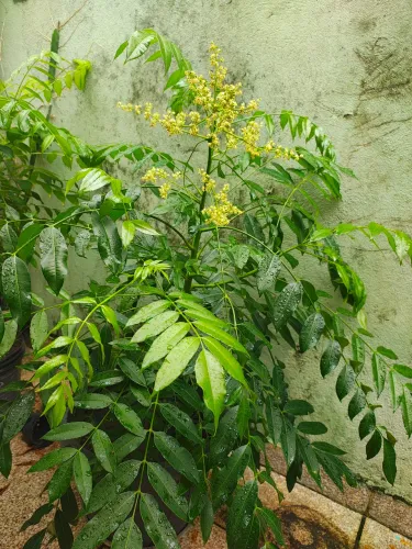 Pés de Cajarana Enxertados à Venda!