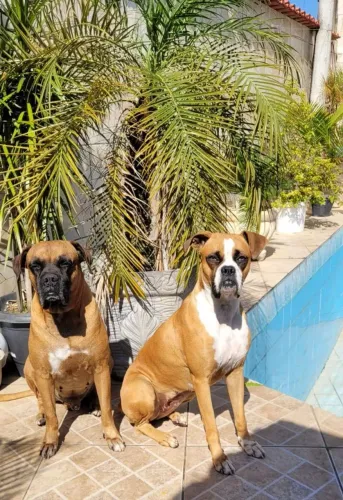 Vendo lindas Fêmeas de raça Boxer