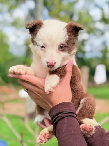 Filhote Border collie; Fêmea chocolate