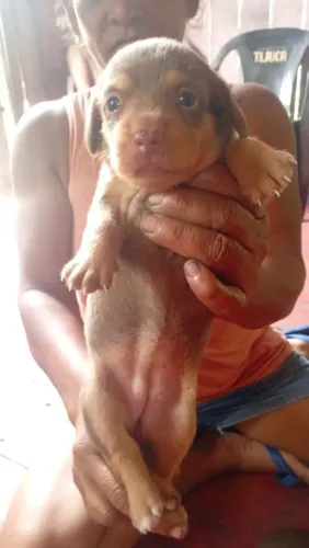 Vende-se uma filhote de Dachshund fêmea