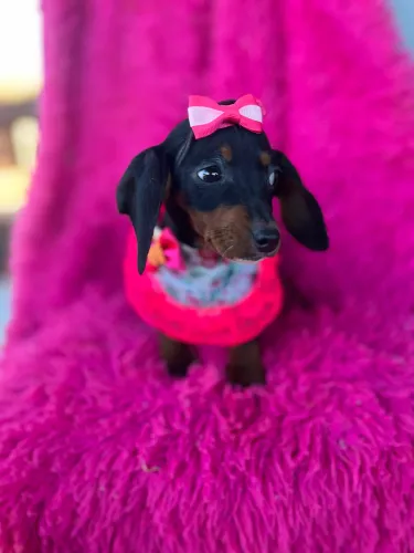 Dauschund fêmea mini
