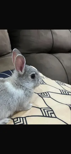 Coelho Mini