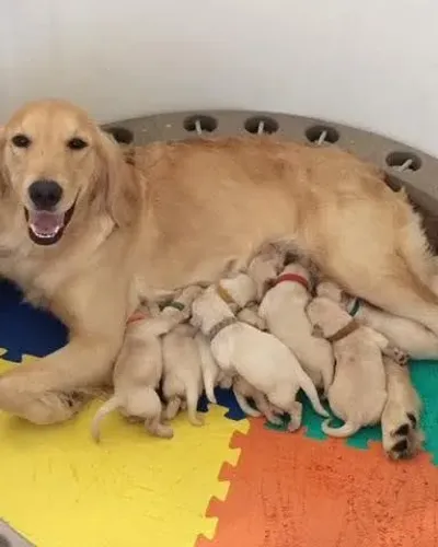 Doação de Golden Retriever