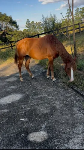 Cavalo mangalarga marchador