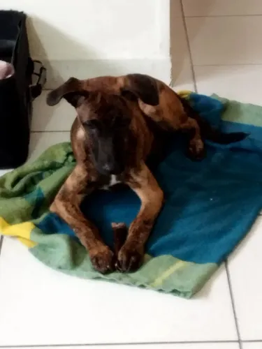 Filhote de cão