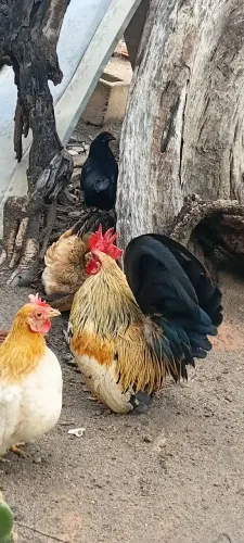 Nagasakis galo e galinhas