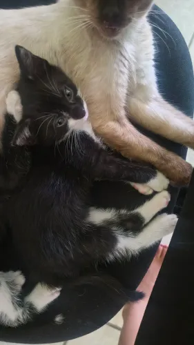 Gata fêmea para adoção doação 