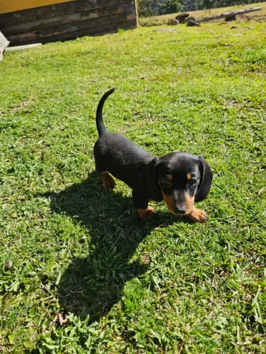 Filhote de Dachshund (ou "salsicha")