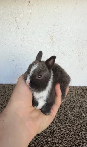 Mini coelho netherland dwarf