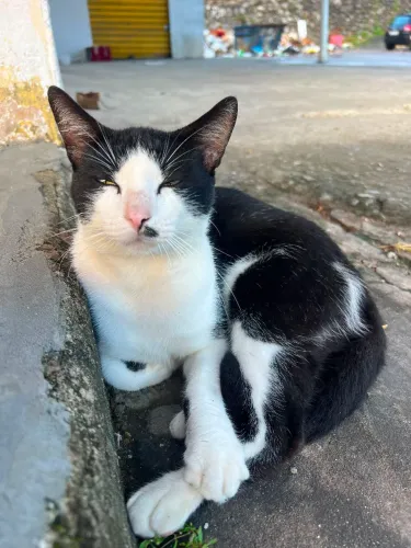Gato macho para adoção 