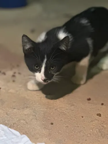 DOAÇÃO GATINHA