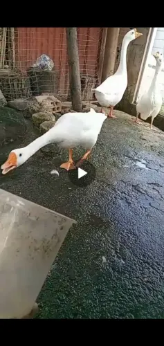 Ganso chinês branco 