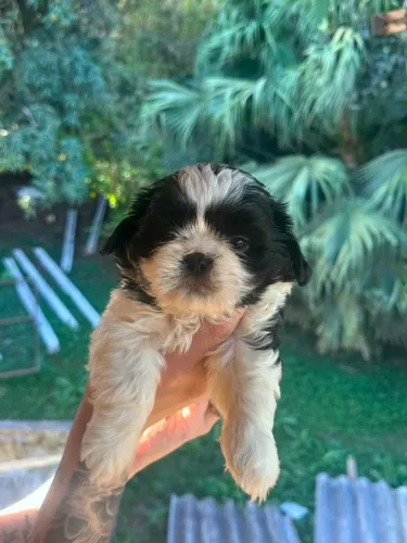 shih tzu carinhoso perfeito para sua rotina