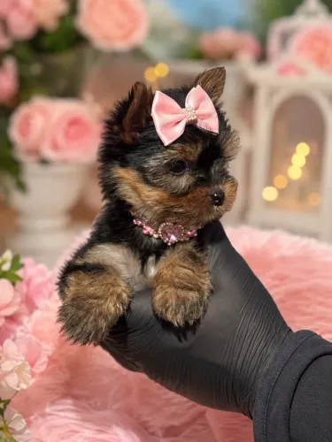 Lindíssima filhote de Yorkshire micro fêmea baby face 66 dias