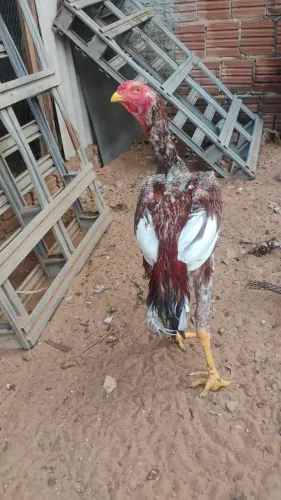 Frango índio gigante disponível