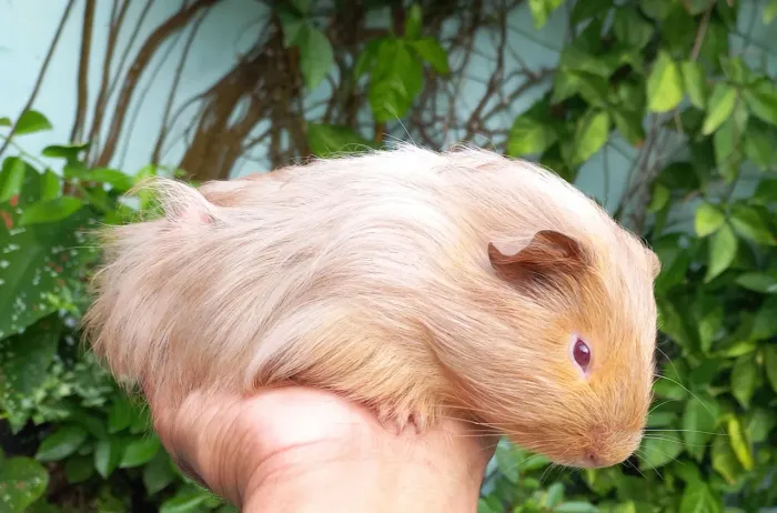 Porquinhos da Índia pelos longos