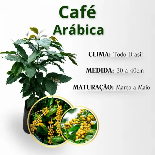 Mudas Ornamentais de Café Arábica - Se plantado em um vaso profundo e cultiv