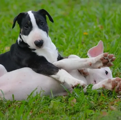 Bull Terrier Inglês Presença que cria conforto