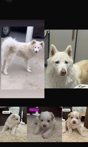 Filhotes de Huskita ( Akita inu com Husk Siberiana)