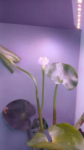 Aguapé - Pontederia rotundifolia