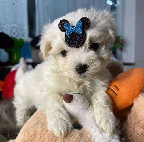 Maltês macho.O cachorro que faz sucesso por onde passa