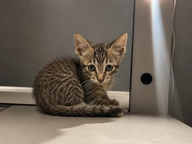 Gatinhos para adoção responsável! 