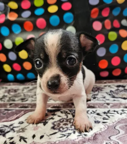 Pinscher macho
