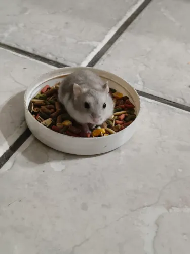 Filhotes Hamster Anão Russo