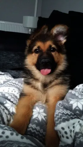 Cachorro filhote Pastor Alemão com excelente estrutura e saúde