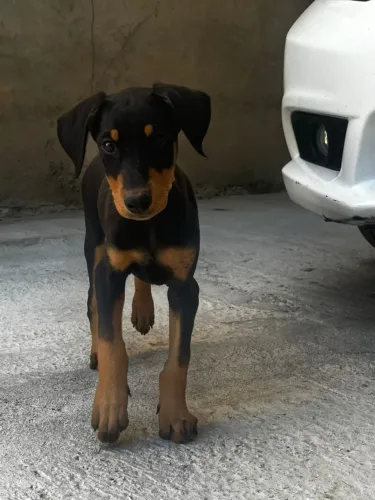 Doberman / filhote de Doberman 