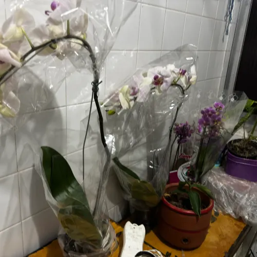 Orquídea 100 cada