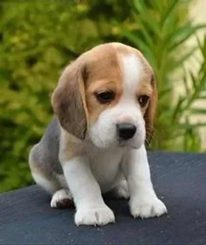 Beagle Machos e Femeas 