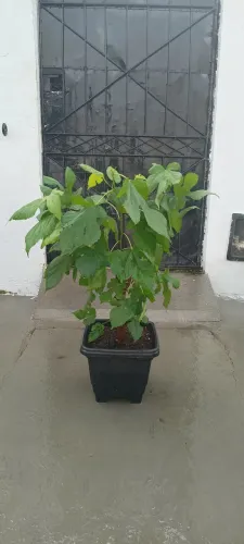 Pé de amora