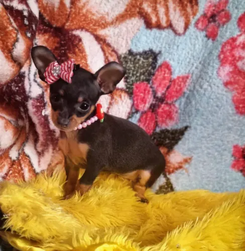 Pinscher menor tamanho