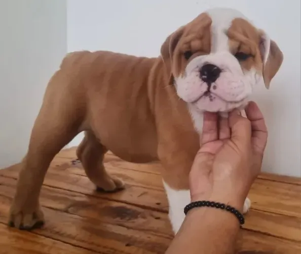 Buldogue Inglês filhote: beleza, companheirismo e muito amor em um só pet.