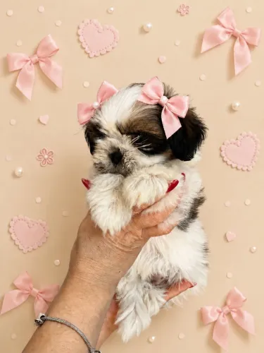 Shih Tzu lindos filhotes para nova família  