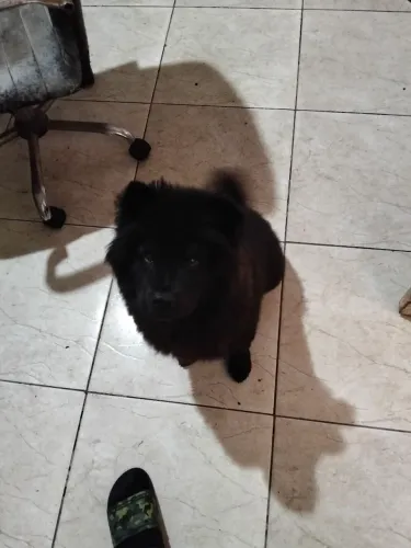 Vendo filhote de Chow Chow