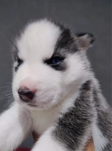 Husky Siberiano filhotes saudáveis disponíveis