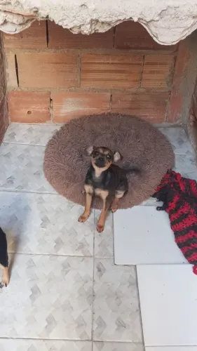Doação de Pincher 