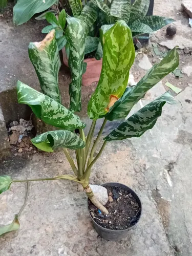 Vendo plantas